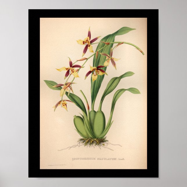 1860 Vintage Orchid-Blume Lila drucken Poster (Vorne)