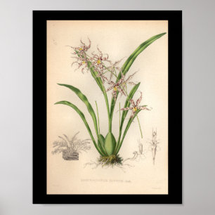 1860 Vintage-Orchideen-Blumen-Druck lila gepunktet Poster