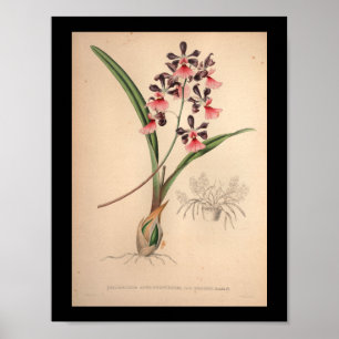 1860 Vintage-Orchideen-Blumen-Druck lila Poster