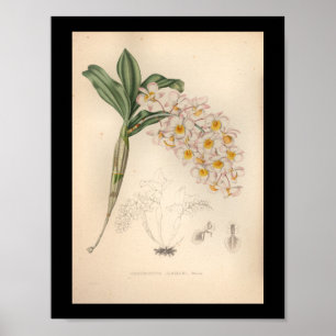 1860 Vintage Orchideen-Blumen Druck Poster