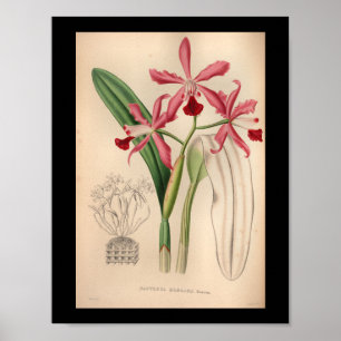 1860 Vintage Orchideen-Blumen Druck Rosa Poster