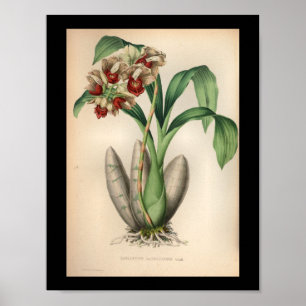 1860 Vintage-Orchideen-Blumen-Druck rot gepunktet Poster