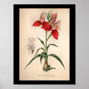 1860 Vintage-Orchideen-Blumen-Druck Rot Poster