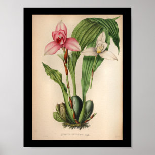 1860 Vintage-Orchideen-Blumenprint Weiß Rosa Poster