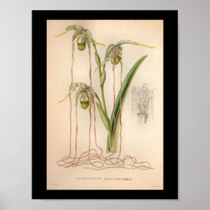 1860 Vintage-Orchideen-Blüten-Druck rosa Poster