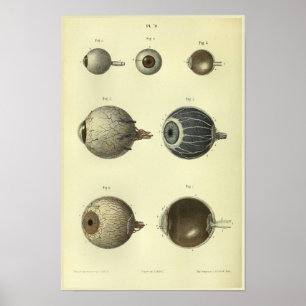 1866 Anatomie des menschlichen Auges Druck Poster