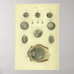 1866 Anatomischer Druck der menschlichen Augenhorn Poster