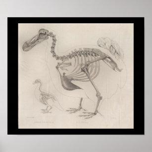 1866 Dodo Bird Skelett Vintag drucken Poster