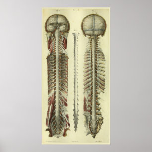 1866 Gehirn Rückenmark Nerves Anatomie drucken Poster