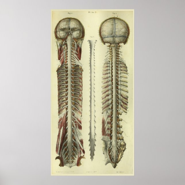 1866 Gehirn Rückenmark Nerves Anatomie drucken Poster (Vorne)
