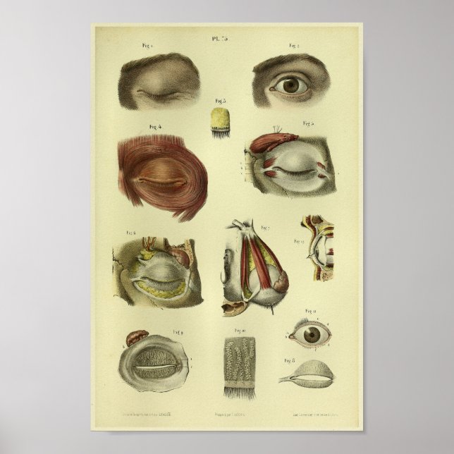 1866 Human Eye Anatomy Print Poster (Vorne)
