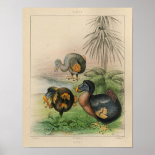 1866 Vintager Dodo Bird-Druck Poster