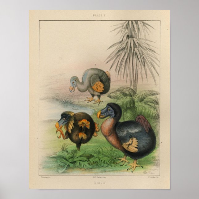 1866 Vintager Dodo Bird-Druck Poster (Vorne)