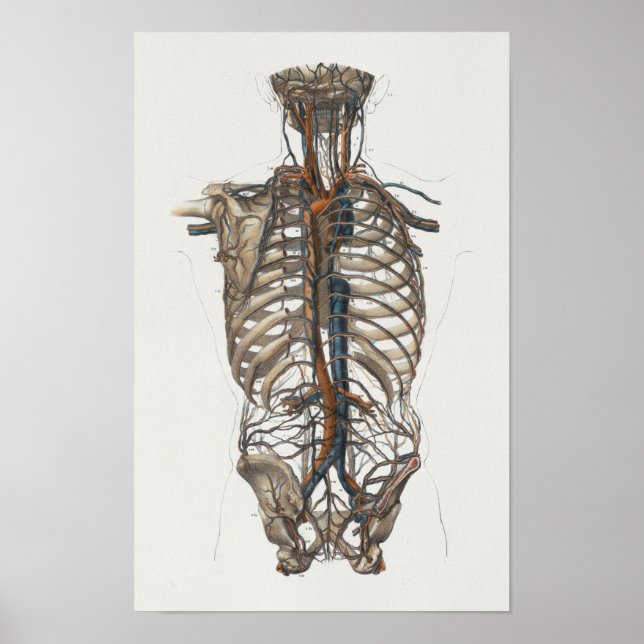 1867 Aorta Skelett Vintage Anatomie drucken Poster (Vorne)