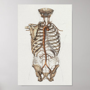 1867 Aorta Skelett Vintage Anatomie drucken Poster