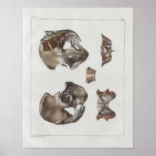 1867 Beckenknochen Vintage Anatomie Druck Poster