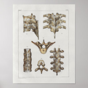 1867 Brustwirbelsäule Vintage Anatomie Druck Poster