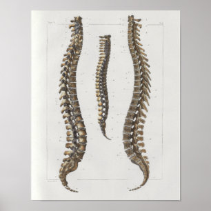 1867 Druck der Wirbelsäule Vintage Anatomie Medizi Poster