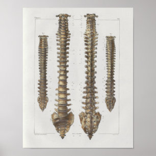 1867 Druck der Wirbelsäule Vintage Anatomie Medizi Poster