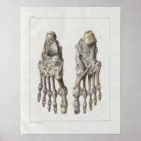 1867 Foot Bones Vintage Anatomie drucken