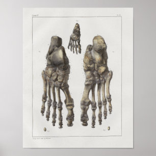 1867 Fuß Knöchel Knochen Vintage Anatomie Druck Poster