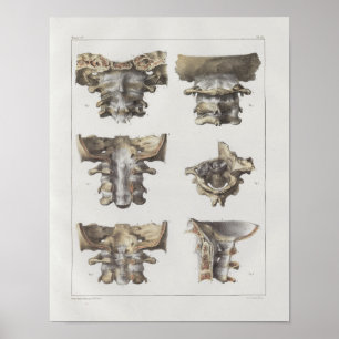 1867 Halswirbelsäule Vintage Anatomie Druck Poster