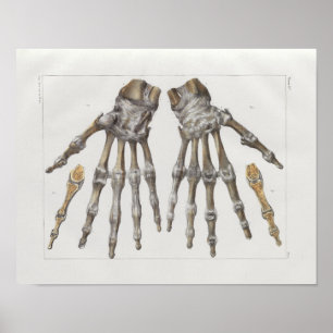 1867 Handknochen Vintage Anatomie Druck Poster