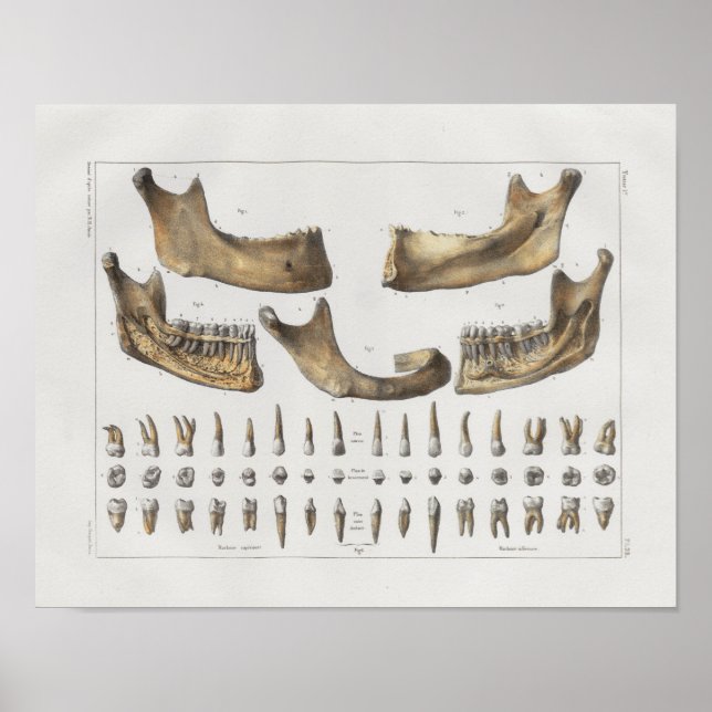 1867 Jaw Teeth Dental Vintag Anatomy Print Poster (Vorne)