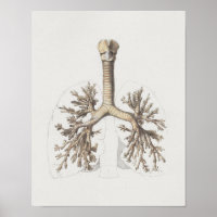 1867 Lunge Bronchi Vintage Anatomie Print