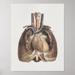 1867 Lungen Herz Vintage Anatomie Druck Poster