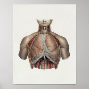 1867 Lungs Chest Vintage Anatomy Print Poster