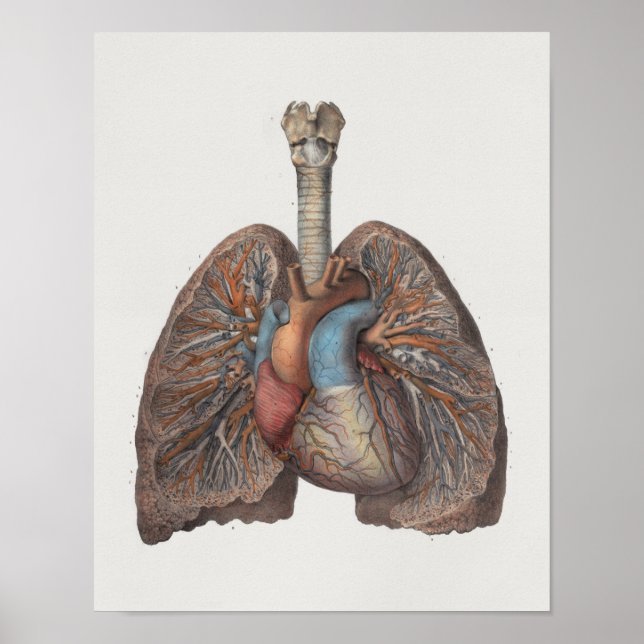 1867 Lungs Heart Vintage Anatomy Print Poster (Vorne)