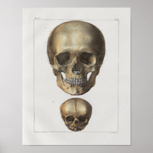 1867 Menschlicher Schädel Vintage Anatomie Druck Poster