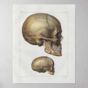 1867 Menschlicher Schädel Vintage Anatomie Druck Poster