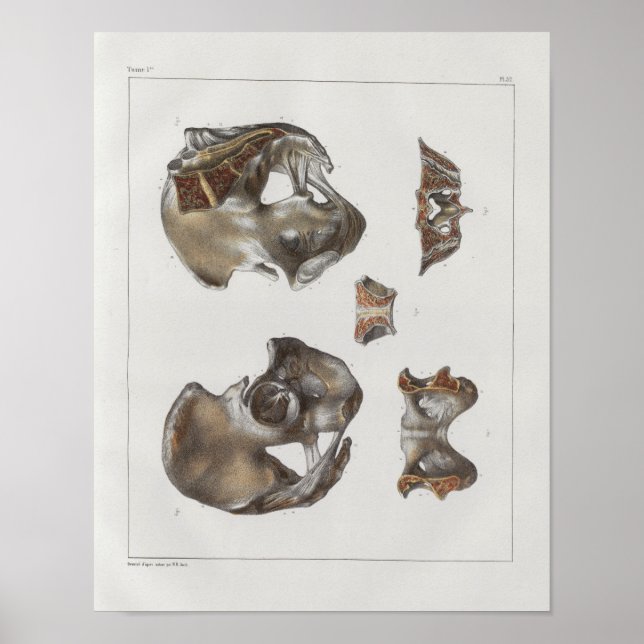 1867 Pelvianische Knochen Vintage Anatomie Print Poster (Vorne)