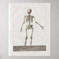 1867 Skelettknochen Vintage Anatomie Medizinische 