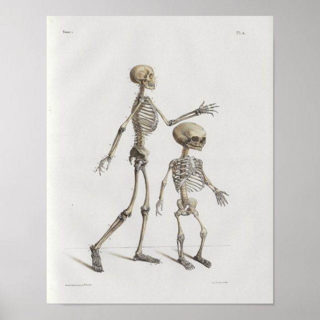 1867 Skelettknochen Vintage Anatomie Medizinische  Poster (Vorne)