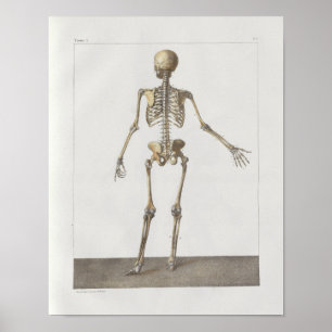 1867 Skelettknochen Vintage Anatomie Medizinischer Poster