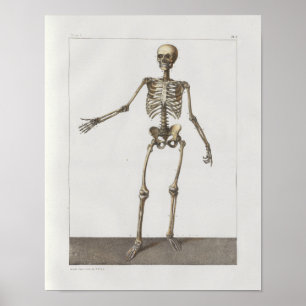 1867 Skelettknochen Vintage Anatomie Medizinischer Poster