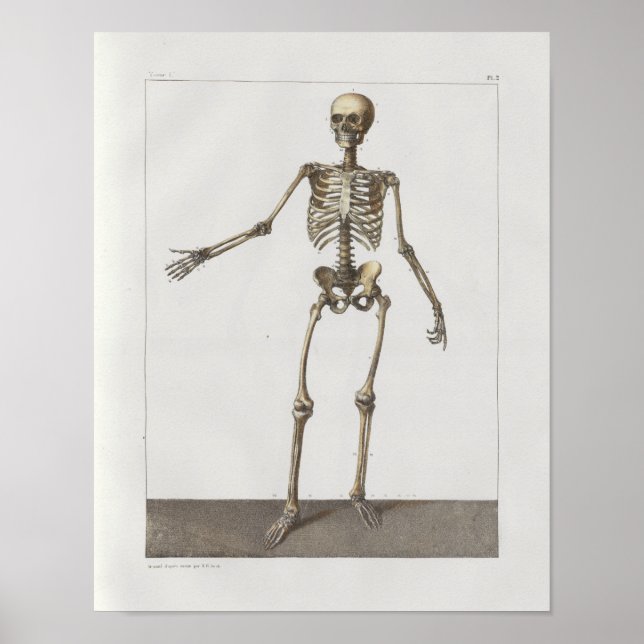 1867 Skelettknochen Vintage Anatomie Medizinischer Poster (Vorne)