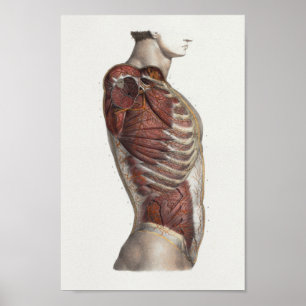 1867 Torso Muskeln Vintage Anatomie Druck Poster