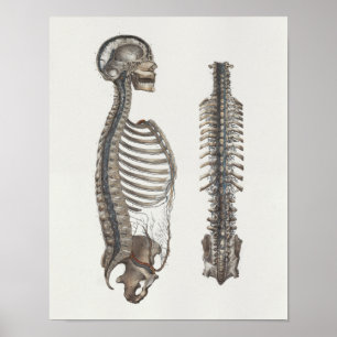 1867 Venen Wirbelsäule Vintage Anatomie Druck Poster