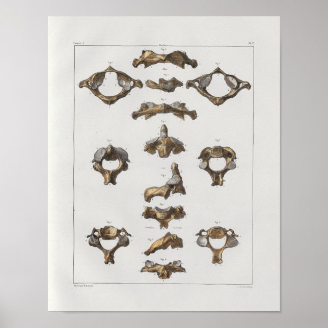 1867 Vintage Anatomie der Zervikalwirbel Poster (Vorne)