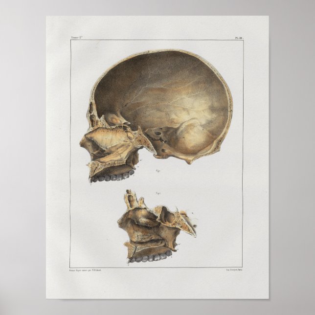 1867 Vintage Anatomie des menschlichen Schädels Poster (Vorne)