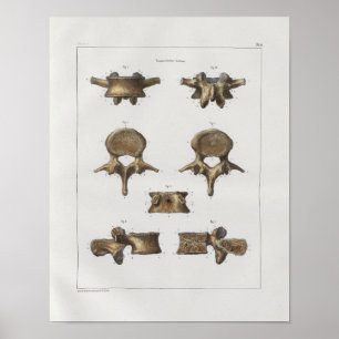 1867 Wirbelsäule Knochen Vintage Anatomie Druck Poster