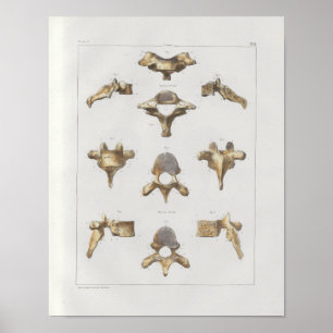 1867 Wirbelsäule Vintage Anatomie Druck Poster