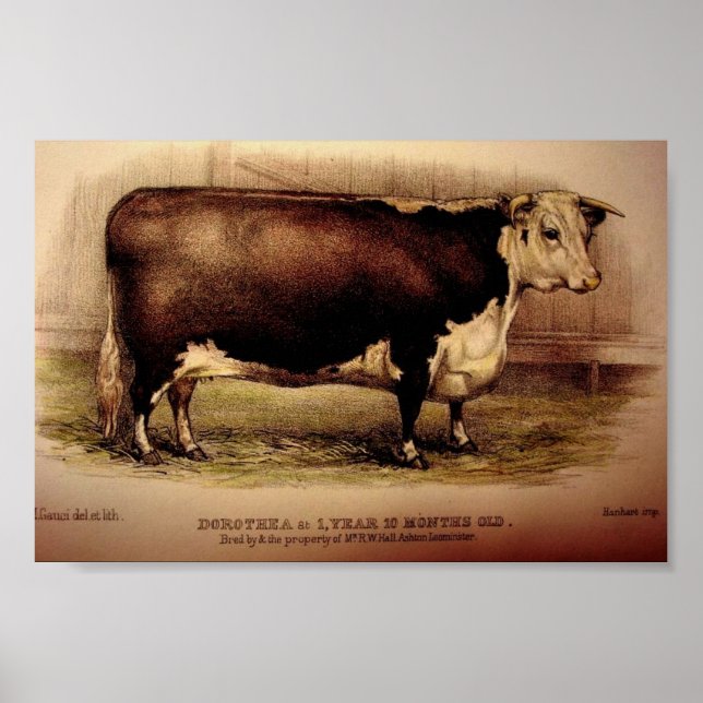 1874 Gravur Hereford Cattle DOROTHEA Leominster Poster (Vorne)