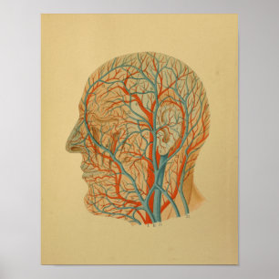 1879 Antike Anatomie-Druck Kopf Arterien Venen Poster