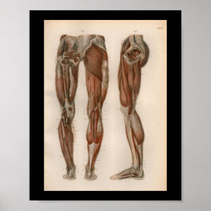 1879 Vintag Bock Anatomie Druck Muskeln Poster