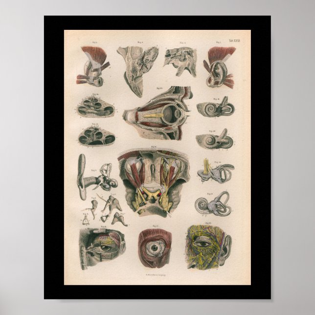 1879 Vintag Bock Anatomy Druck Auge Ohr Poster (Vorne)